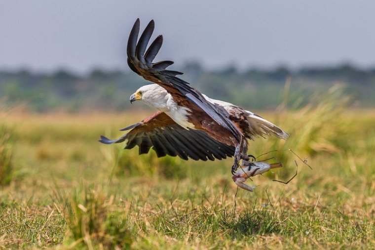 052 Botswana, Chobe NP, afrikaanse visarend.jpg